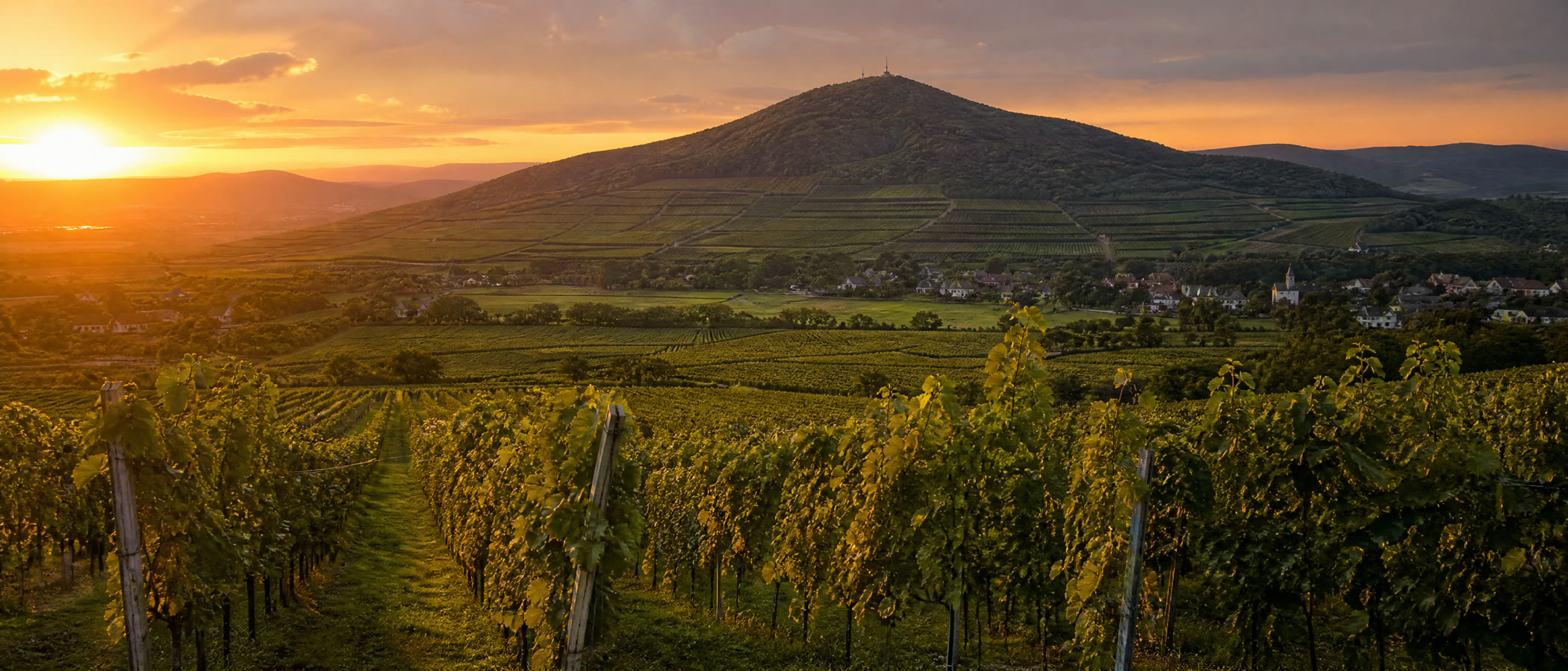 Tokaji dűlő aranyórában